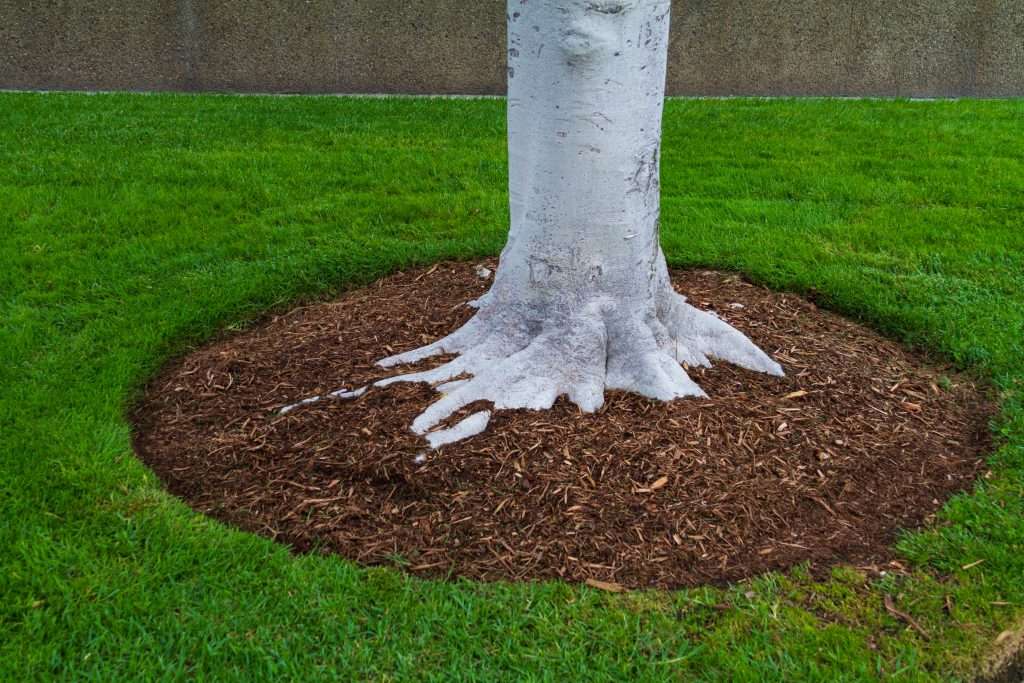 Correct tree mulching